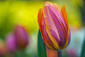Colourful tulip in front of blurred background
