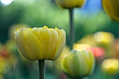 Yellow tulips in front of a blurred background