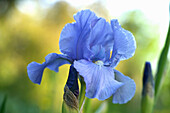 Blue iris against a blurred background
