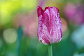 Red and white tulip against a blurred background