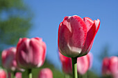Red tulip against a blurred background
