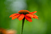 Red echinacea flower (coneflower) in front of blurred background