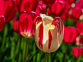Rot-weiße Tulpe, verschwommener Hintergrund