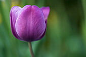 Nahaufnahme einer lila Tulpe, verschwommener grüner Hintergrund.