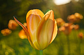 Yellow-orange tulip in blurred tulip field