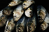 Close-up of raw fresh sardines