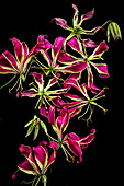 Blüten der Ruhmeskrone (Gloriosa superba)