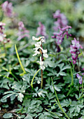 Hollow corydalis (Corydalis cava) with delicate white flowers in the spring garden