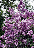 Lilac bush (Syringa vulgaris) in full bloom in the garden in spring