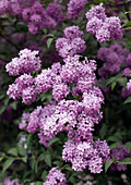 Lilac (Syringa) in full bloom in the spring garden