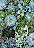 Various succulents and sedum plants - close up