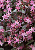 Pink-coloured stonecrop (Sedum) in full bloom