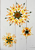 Flower mandalas with white and yellow petals on a white wooden background