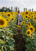 Woman in chequered shirt walking through a field of sunflowers in summer