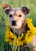 Dog with sunflower wreath