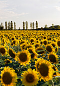 Blooming sunflower field (Helianthus) under a summer sky