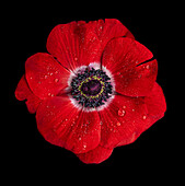 Rote Anemone (Anemone coronaria)