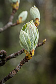 Mehlbeere (Sorbus aria) im Austrieb