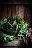 Large green and purple savoy cabbage