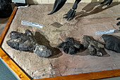 Versteinerte fleischfressende Dinosaurierspur aus einer Kohlenmine im USU Eastern Prehistoric Museum in Price, Utah. Es werden auch Ceratops-Spuren gezeigt.