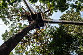 Erhöhte Hängebrücken für den Canopy Walk. Ein Regenwald-Hängebrückenweg im Tambopata-Nationalpark im Inkaterra-Amazonica-Reservat. Besucher haben einen Blick aus der Vogelperspektive vom Amazonas-Dschungel Laufsteg am Fluss Napo Camp Explorama Touren in Peru. Iquitos, Loreto, Peru. Der Amazon Canopy Walkway, eine der längsten Hängebrücken der Welt, die es ermöglicht, die Tiere des Primärwaldes aus einer Höhe von 37 Metern zu beobachten, und die über den 14 höchsten Bäumen des Gebietes aufgehängt ist