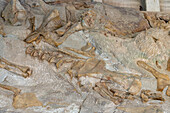 Teilweise ausgegrabene Dinosaurierknochen an der Wall of Bones in der Quarry Exhibit Hall, Dinosaur National Monument, Utah