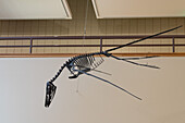 Skeleton cast of a flying pterosaur in the USU Eastern Prehistoric Museum in Price, Utah.