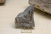 Ein versteinerter Farn im USU Eastern Prehistoric Museum in Price, Utah