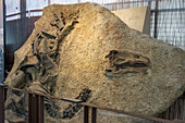Cast of a fossilized skelton of an Allosaurus jimmadseni in the Quarry Exhibit Hall of Dinosaur National Monument in Utah.