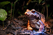 Smoky Jungle Frog, Leptodactylus savagei in Amazon primary forest jungle in Loreto Peru