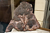 Fossilized crinoids in stone in the USU Eastern Prehistoric Museum in Price, Utah.