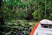 Amazon river Expedition by boat along the Amazon River near Iquitos, Loreto, Peru. Navigating one of the tributaries of the Amazon to Iquitos about 40 kilometers near the town of Indiana.