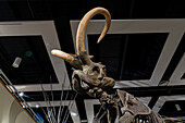 Detail der Stoßzähne und des Schädels eines kolumbianischen Mammuts, Mammuthus columbi, im USU Eastern Prehistoric Museumin Price, Utah. Bekannt als das Huntington-Mammut, wo es 1988 entdeckt wurde