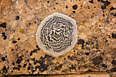 Crustose lichens making a pattern on a sandstone boulder in the desert near Moab, Utah.