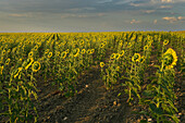 A field of sunflowers in bloom in Turegano, province of Segovia.