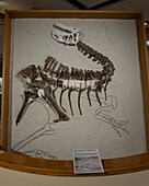 Skeleton cast of an allosaurus, Allosaurus fragilis, in the USU Eastern Prehistoric Museum in Price, Utah.