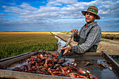 Hardworking fisherman fishing for red crab on the Isla Mayor rice field, Guadalquivir river marshes, Seville Andalusia Spain.