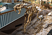 Skeleton of a saber-toothed cat, Smilodon fatalis, in the USU Eastern Prehistoric Museum in Price, Utah. It was found in the La Brea Tar Pits in California.