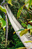 Elevated canopy walk hanging bridges. A rain forest canopy walkway in the Amazon forest tambopata national park, at the Inkaterra amazonica reserve. Visitors have a birds eye view from the Amazon jungle canopy walkway at river napo camp Explorama tours in Peru. Iquitos, Loreto, Peru. The Amazon Canopy Walkway, one of the longest suspension bridges in the world, which will allow the primary forest animals from a height of 37 meters and is suspended over the 14 tallest trees in the area.