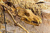 Detail des Schädels eines Höllenwolfs, Canis dirus, im Östlichen Prähistorischen Museum der USU in Price, Utah. Der Dire Wolf war die größte Hundeart, die je auf der Erde gelebt hat