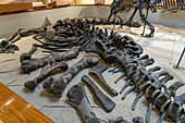 Skelett eines Camarasaurus, eines langhalsigen pflanzenfressenden Dinosauriers, im USU Eastern Prehistoric Museum in Price, Utah