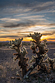 Teddy Bear Cholla cactus at sunset over the Dome Rock Mountains in the Sonoran Desert near Quartzsite, Arizona.