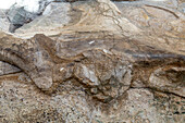 Große, teilweise ausgegrabene Dinosaurierknochen an der Wall of Bones in der Quarry Exhibit Hall, Dinosaur National Monument, Utah