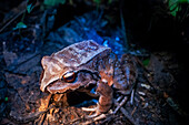 Smoky Jungle Frog, Leptodactylus savagei in Amazon primary forest jungle in Loreto Peru