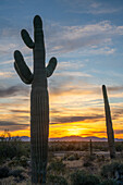 Saguaro cactus at sunset over the Dome Rock Mountains in the Sonoran Desert near Quartzsite, Arizona.