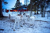 Reindeers in Lønsdal Storjord, Norway. Saltfjellet-Svartisen national park.