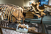 Skelettabguss von Uintatherium anceps, einem nashornähnlichen Säugetier, im USU Eastern Prehistoric Museum in Price, Utah