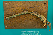 Bronzeabguss eines Unterarms eines Allosaurus jimmadseni in der Quarry Exhibit Hall des Dinosaur National Monument in Utah