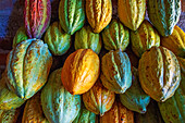 Verschiedene Farben von Kakaoschoten in einer Kakaoplantage in Puerto Barillas in der Bucht von Jiquilisco im Golf von Fonseca am Pazifischen Ozean in El Salvador, Mittelamerika