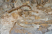 Teilweise ausgegrabene Dinosaurier-Vertabra-Knochen an der Wall of Bones in der Quarry Exhibit Hall, Dinosaur National Monument, Utah